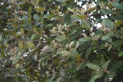 Rhodomyrtus tomentosa